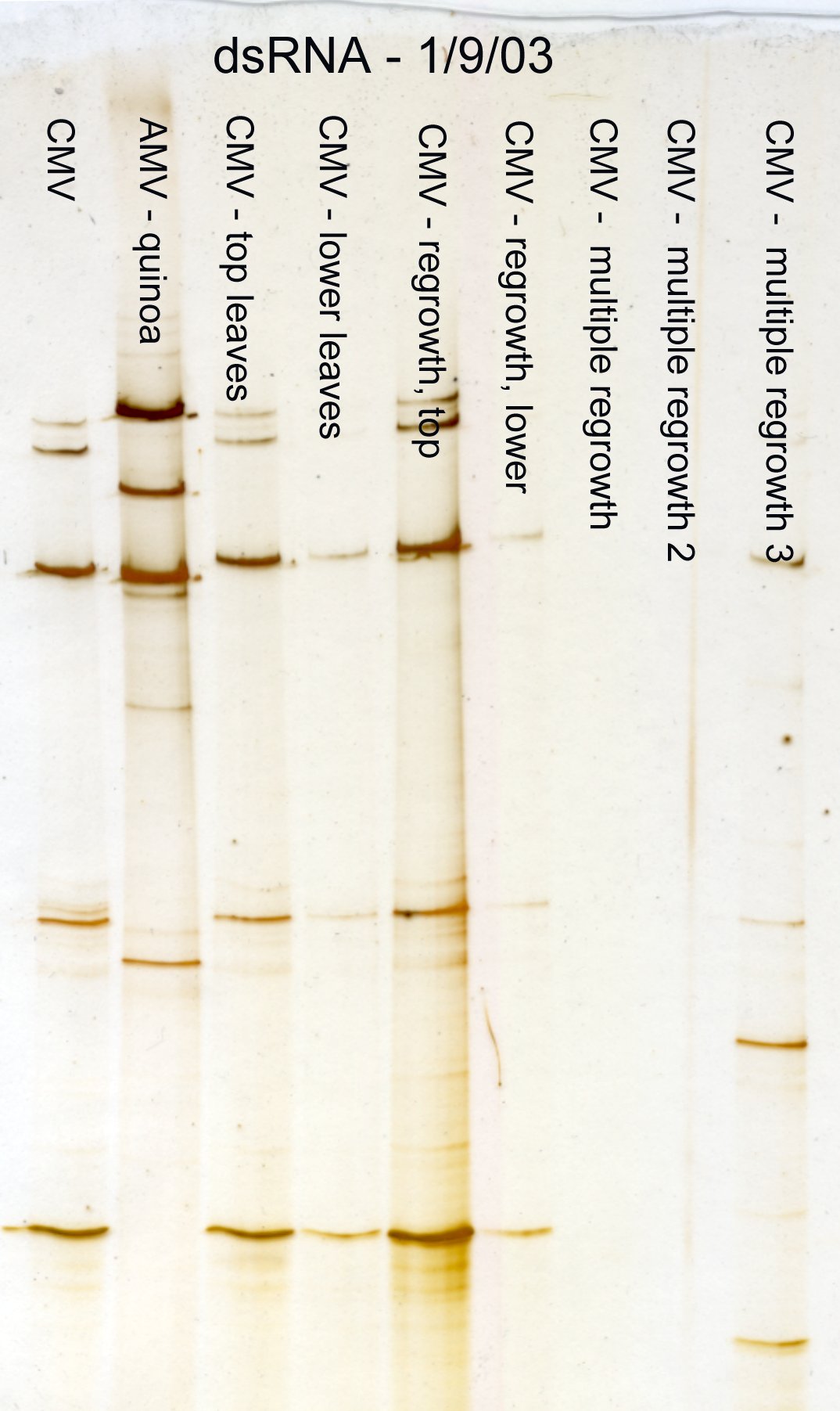 CMV dsRNA