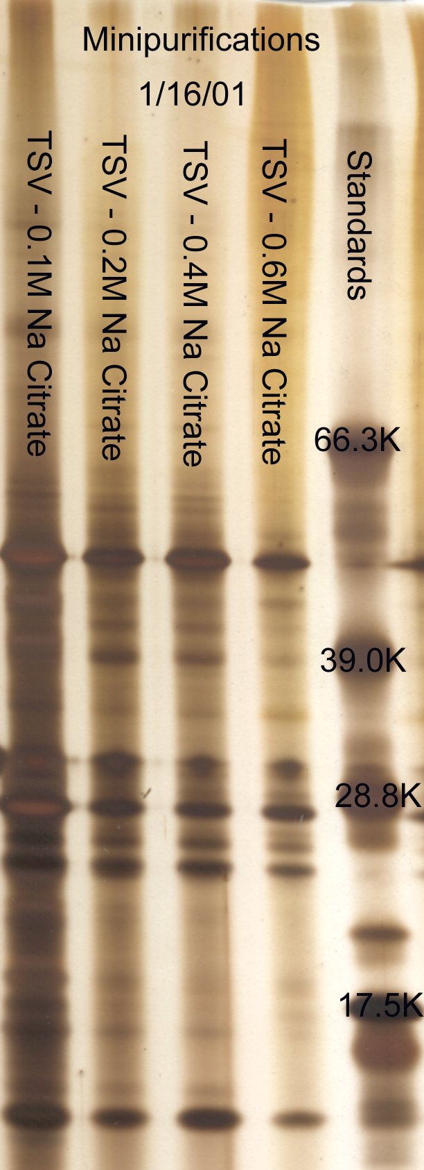 Effect of salt concentration on TSV purfication