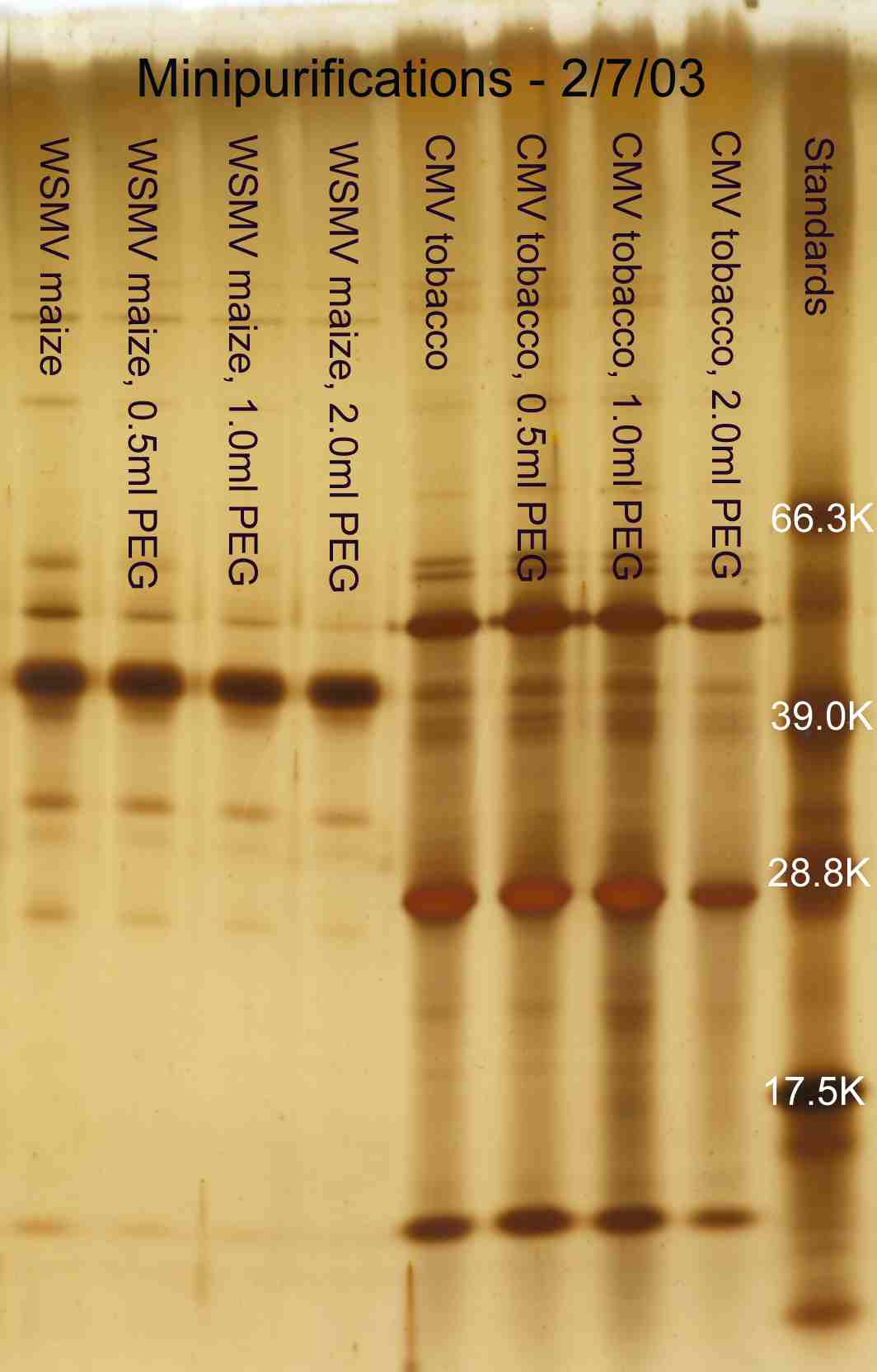 Effect of PEG on minipurification