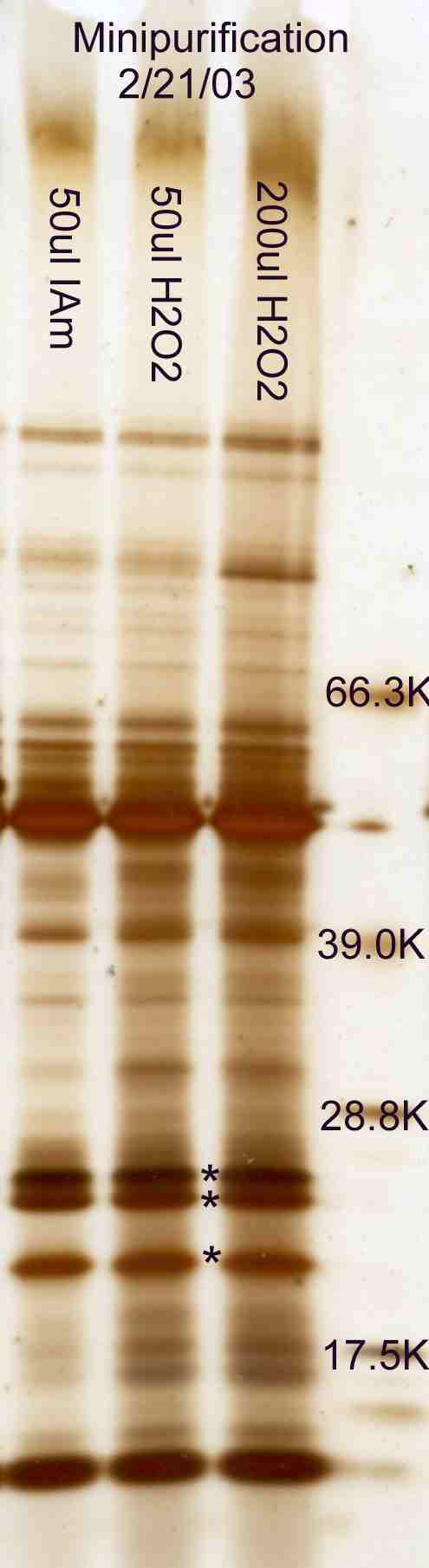 Effect of hydrogen peroxide on minipurification