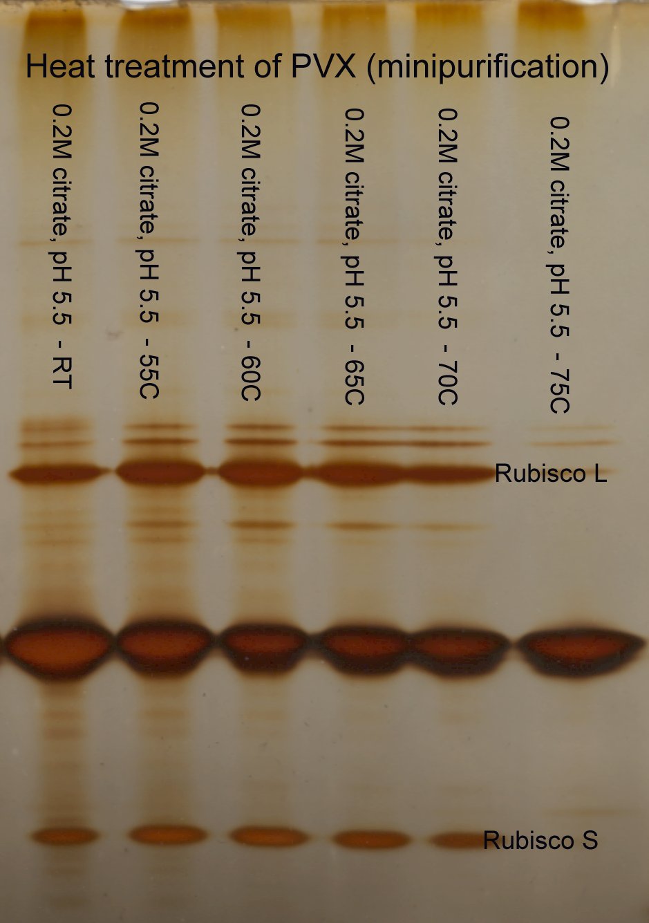 PVX heat treatment