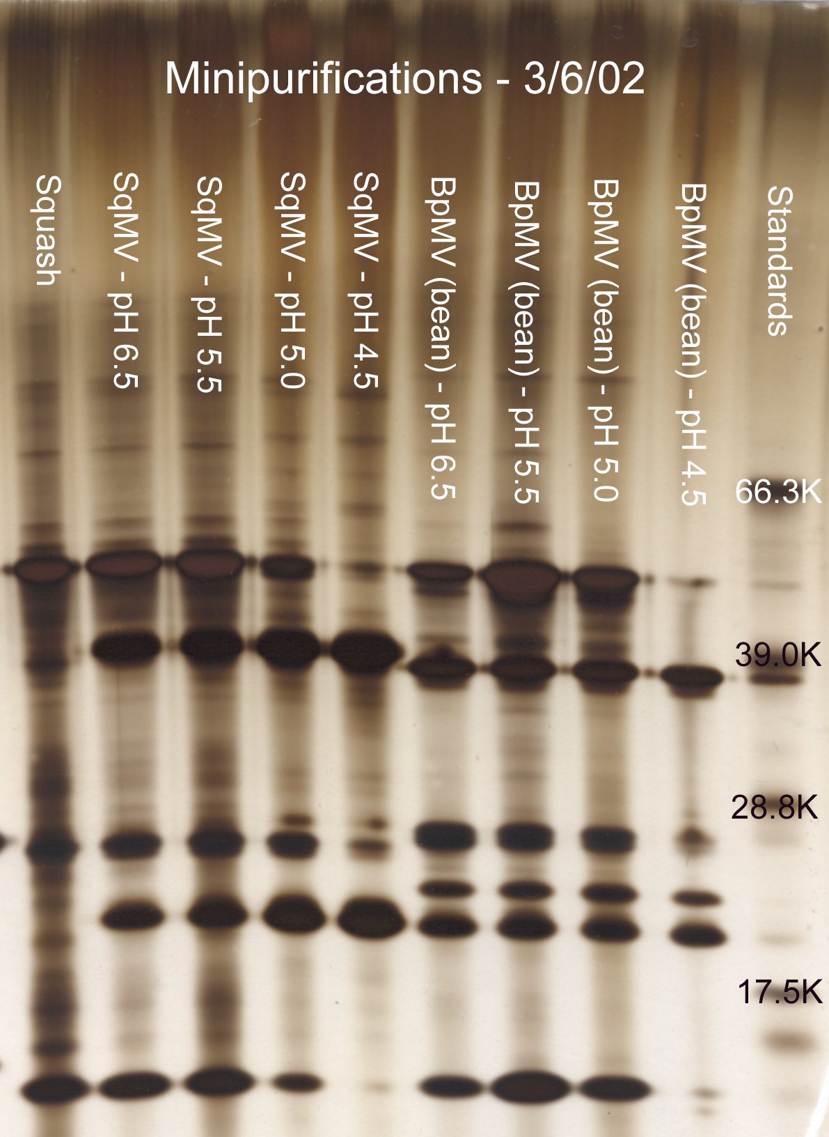 Effect of acidification on comovirus minipurification