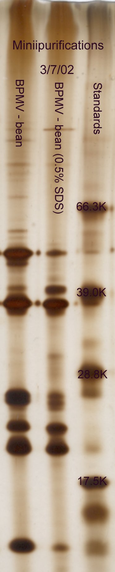 Minipurification, SDS vs. Triton X-100