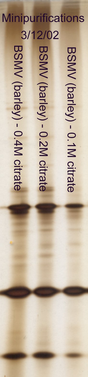 Effect of salt concentration of BSMV purification