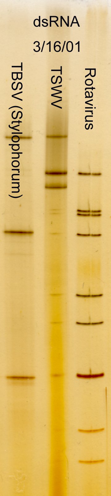 TBSV dsRNA, TSWV dsRNA, rotavirus dsRNA