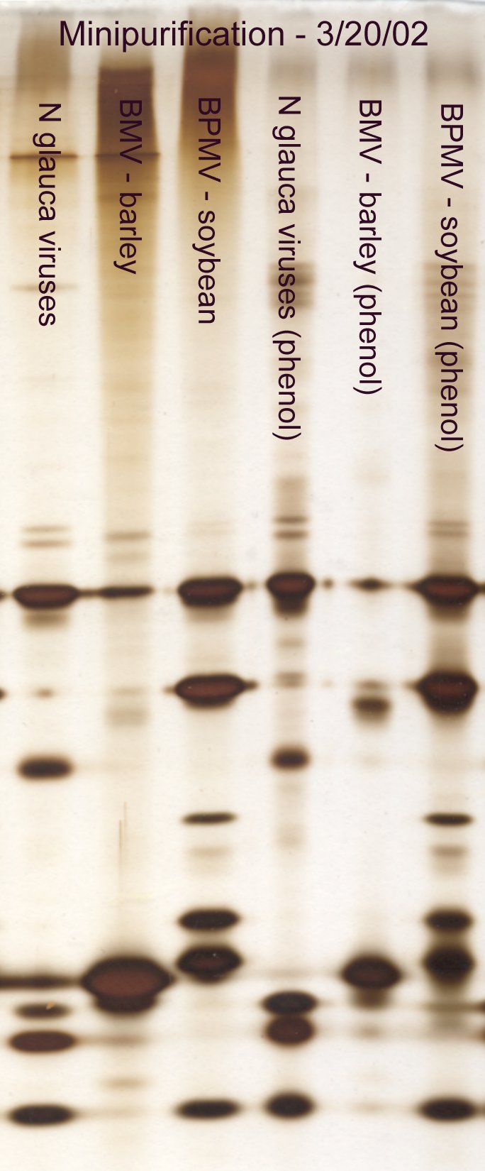 Minipurification with and w/o phenol extraction