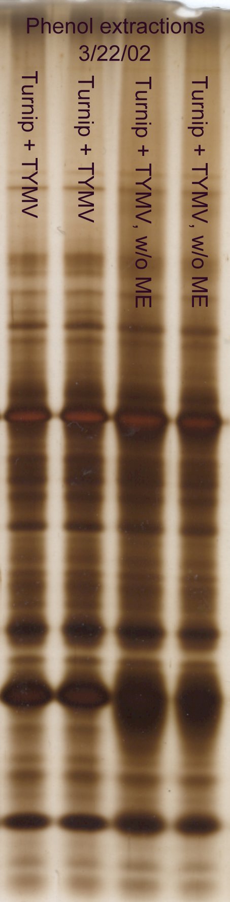 protein phenol extraction