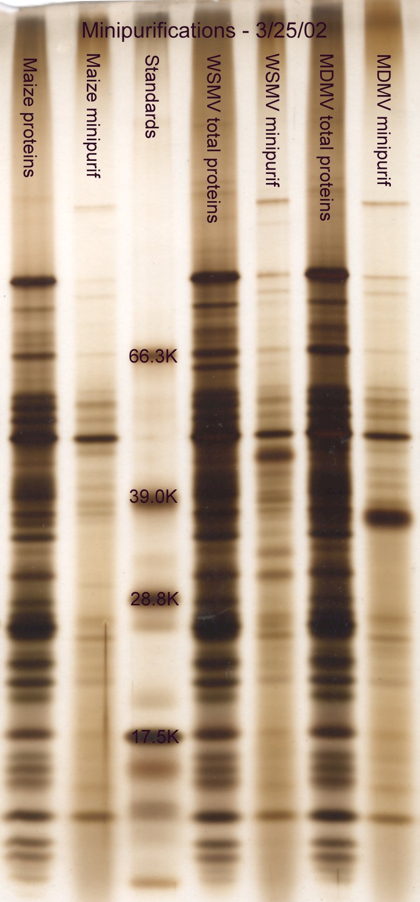 Minipurification vs. total proteins