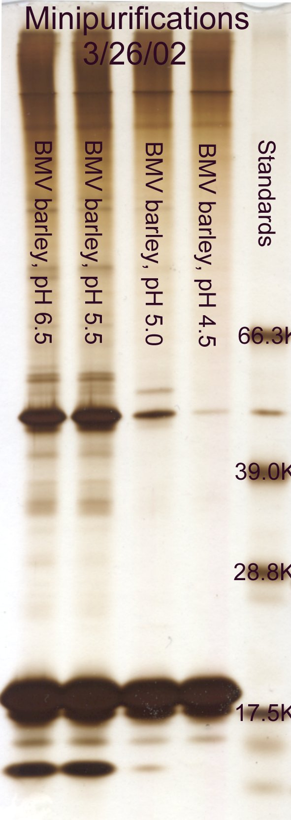 Effect of pH on BMV extraction