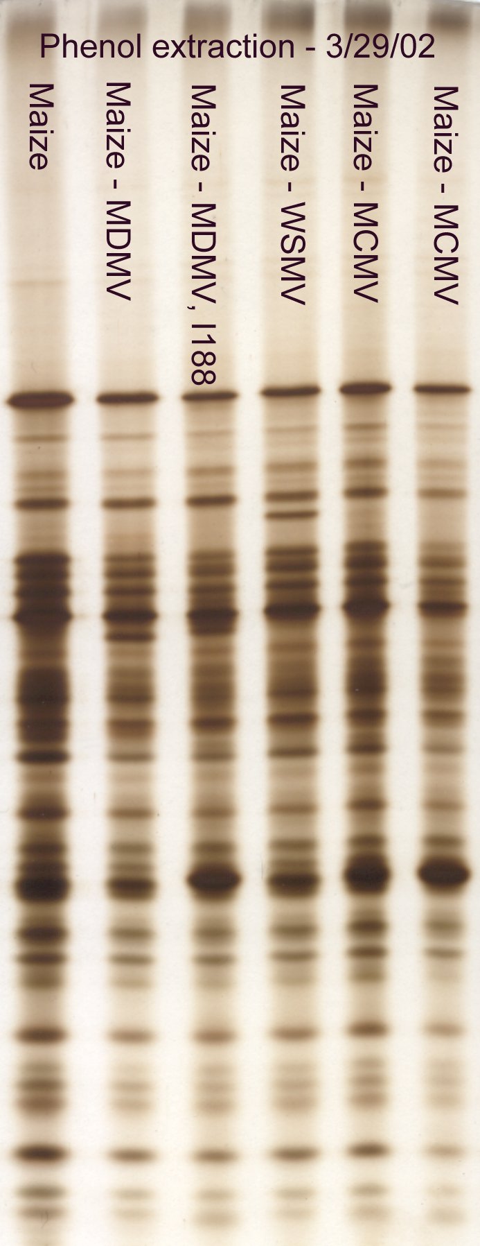 Phenol extracted corn leaf proteins