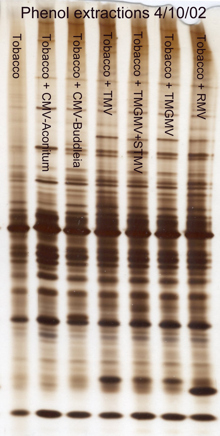 Phenol extractions of tobacco