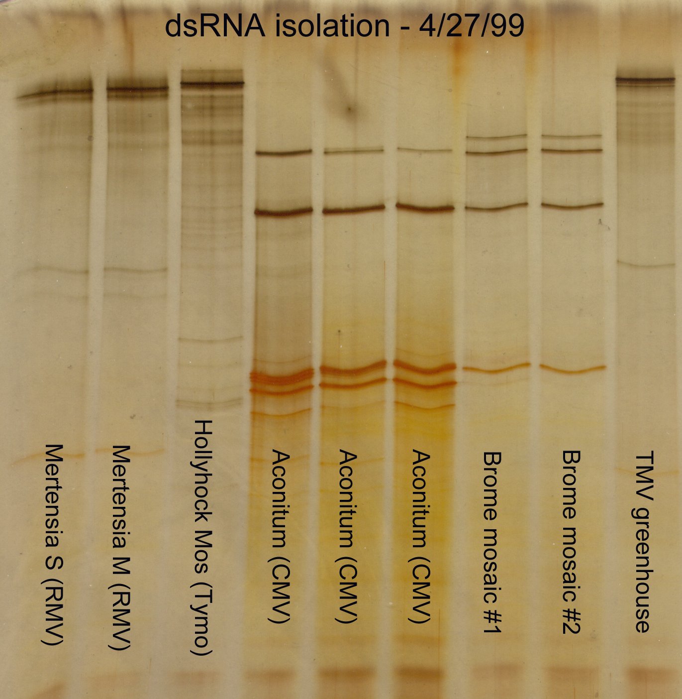 Brome mosaic virus dsRNA