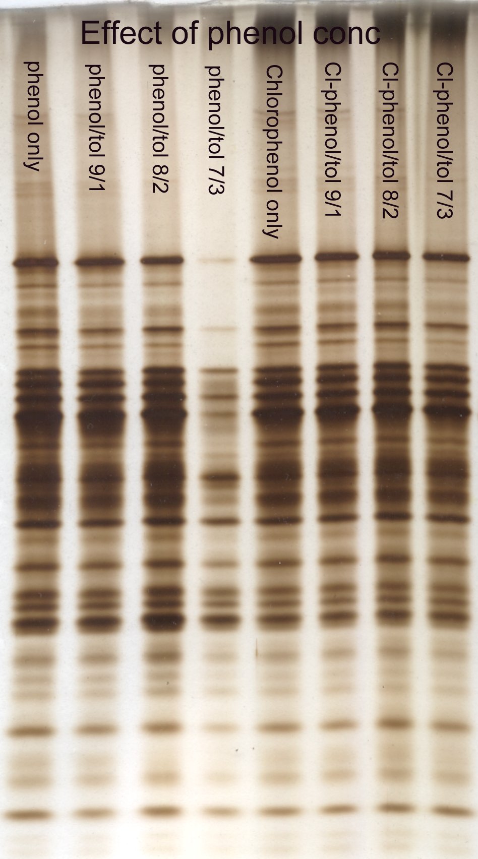 Effect phenol concentration on protein extraction