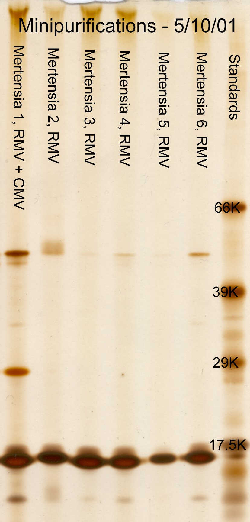 Ribgrass mosaic minipurification