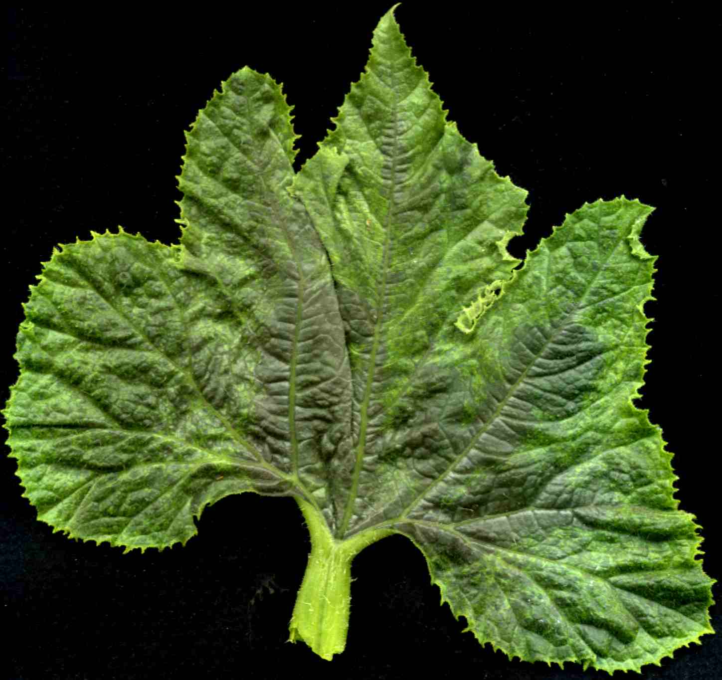 Systemic symptoms of squash mosaic virus