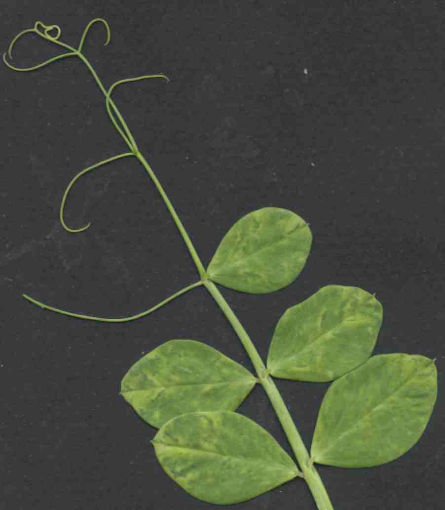 Symptoms of alfalfa latent virus (pea streak)