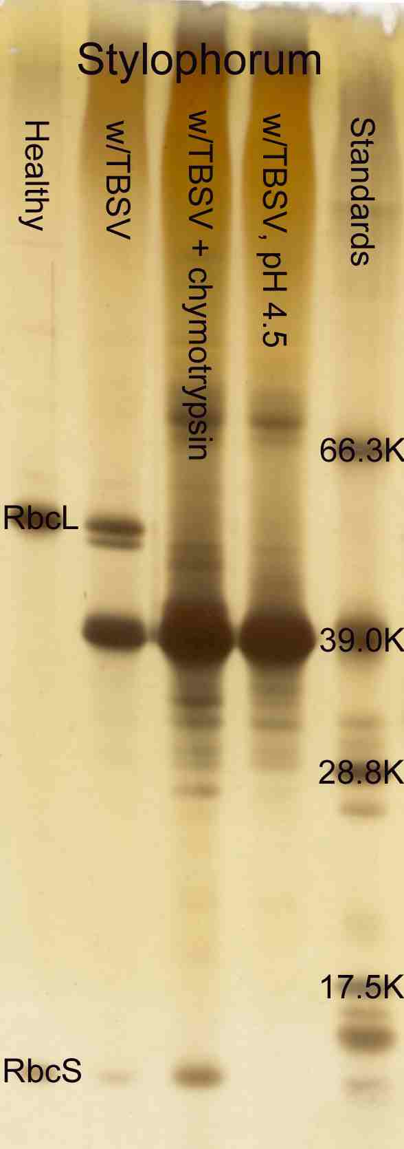 TBSV minipurification