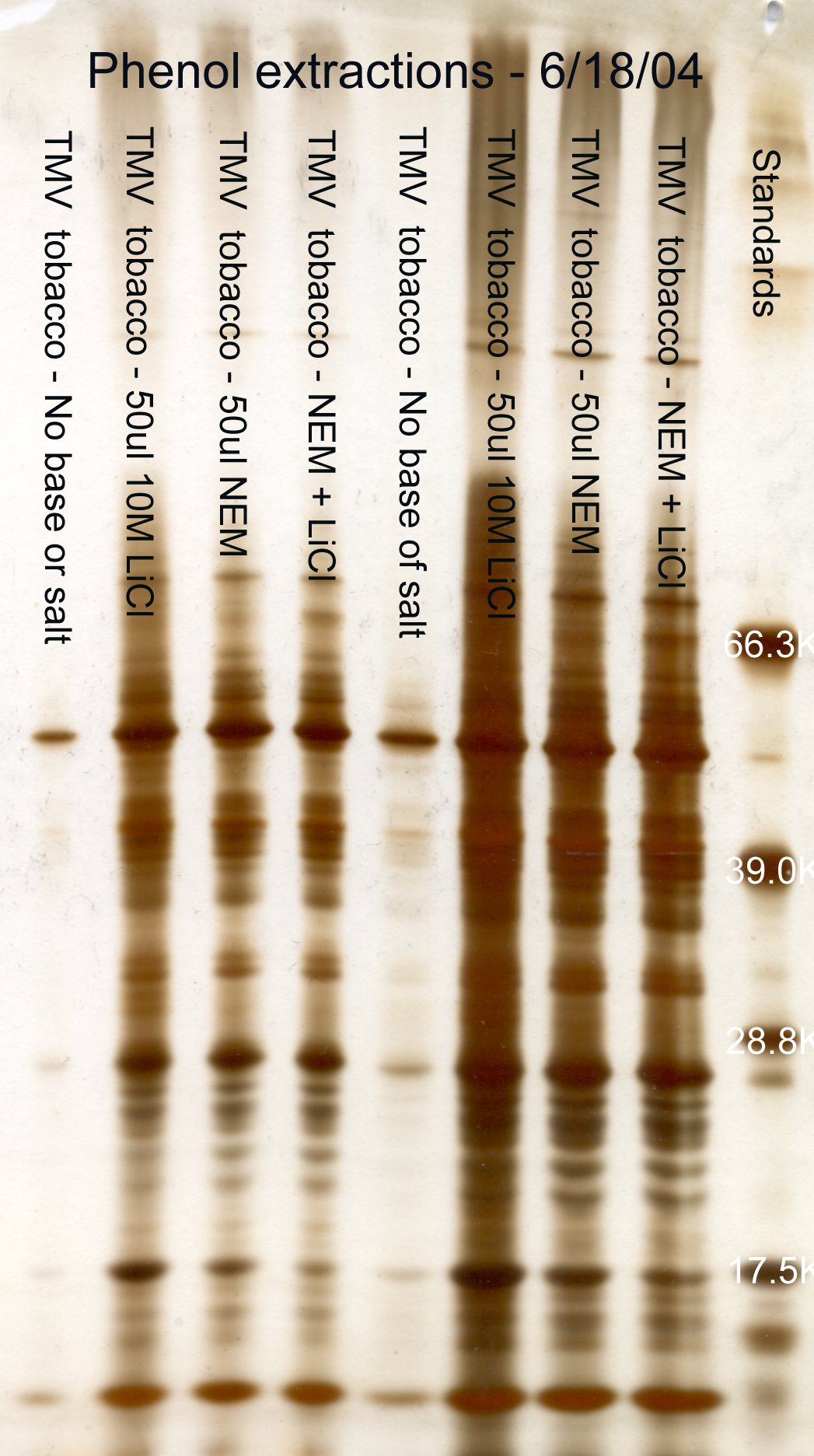 Effect of salt on protein phenol extraction