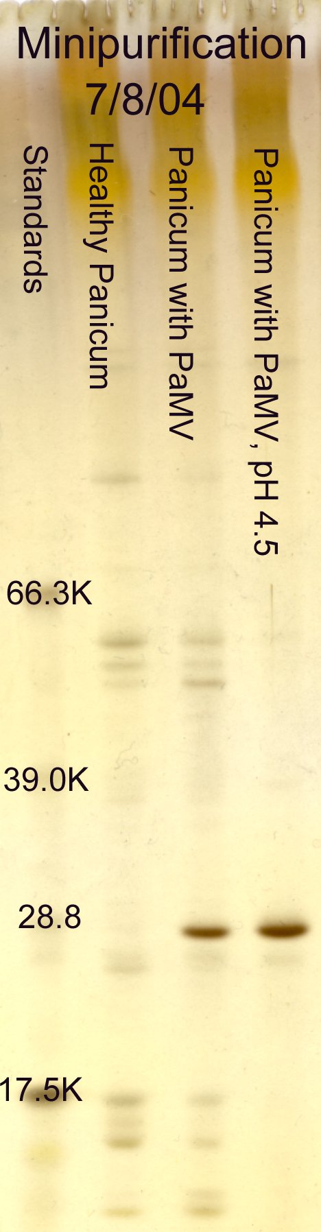 Panicum mosaic virus minipurification