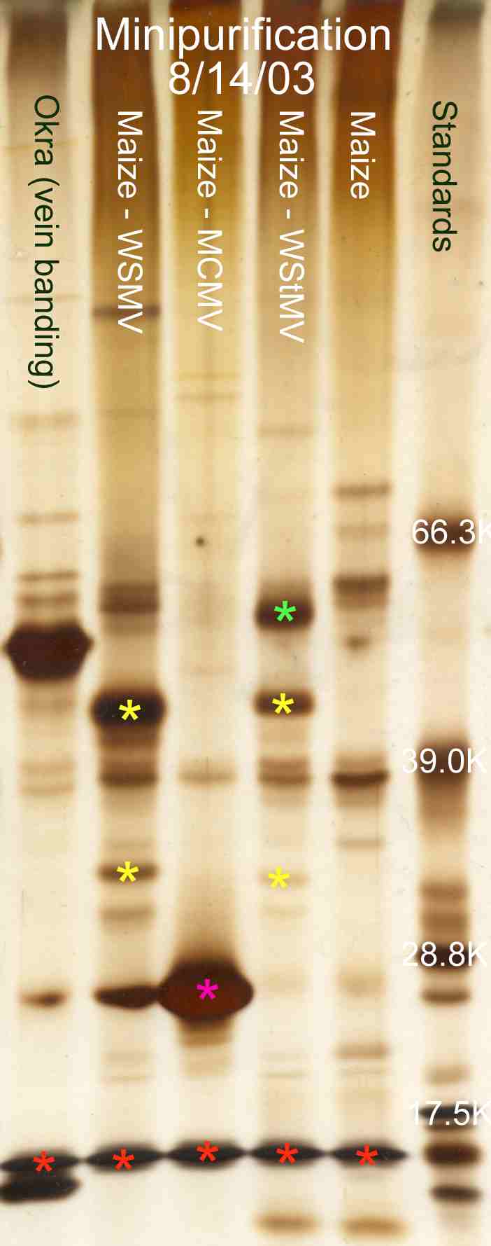 WSTMV minipurification