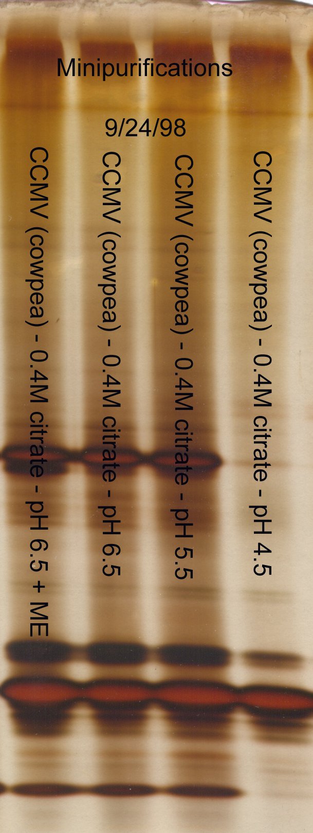 Effect of acidification on CCMV minipurification