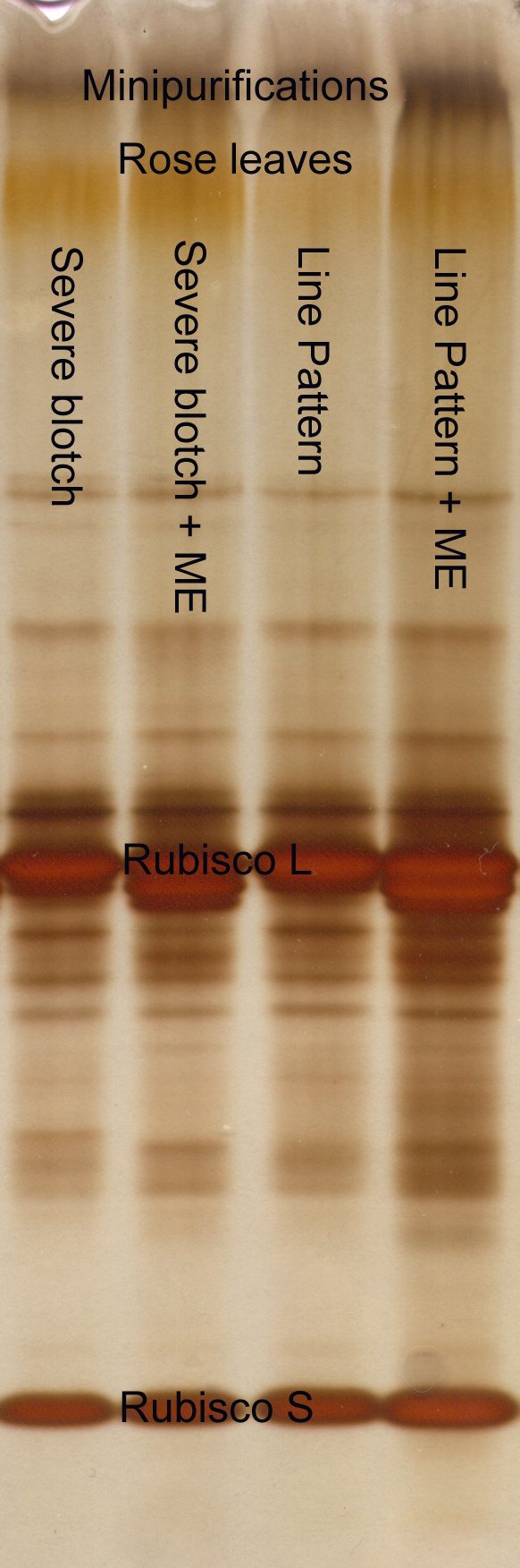 Rose leaf extracts