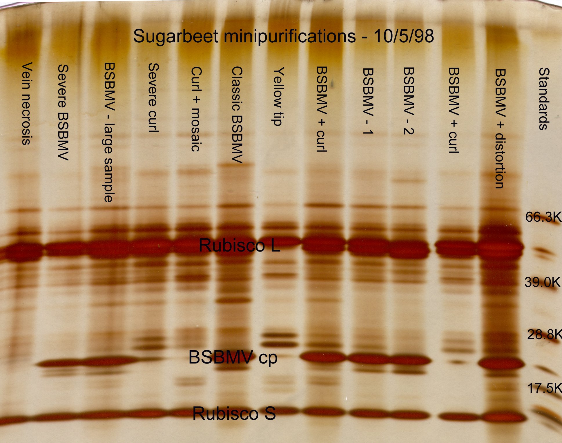 BSBMV, sugarbeet viruses