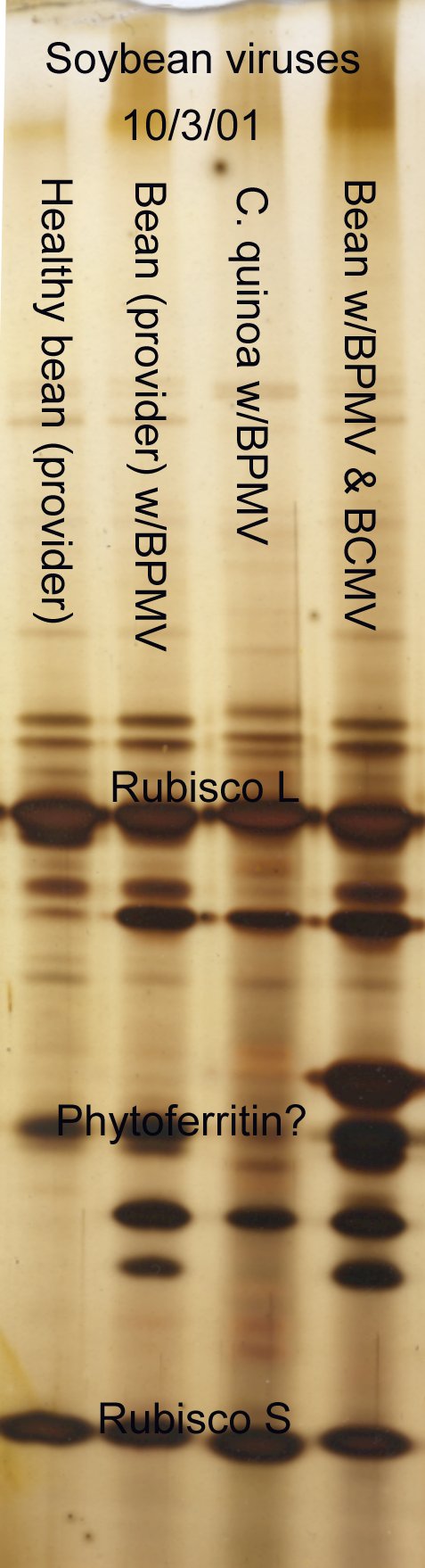 Soybean virus minipurifications