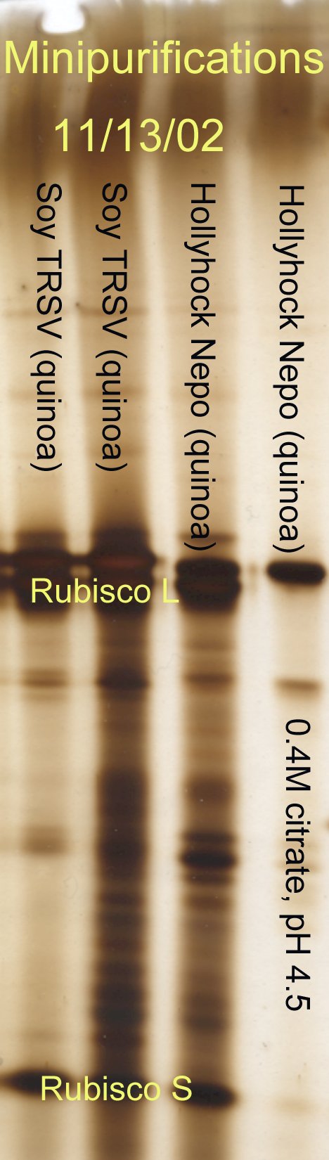 TRSV Minipurification