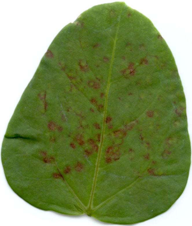 TRSV symptoms on cowpea