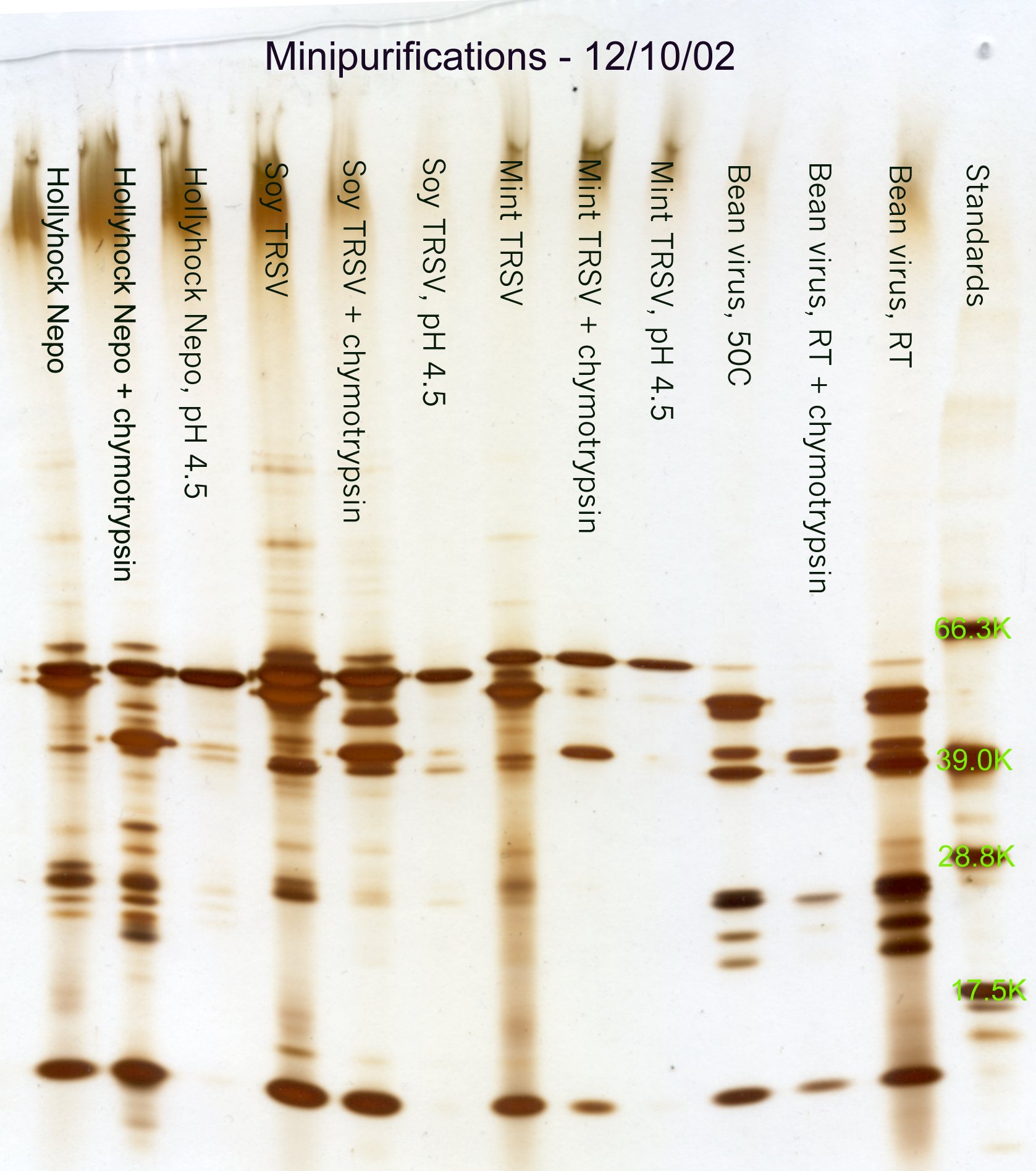 Nepovirus minipurification