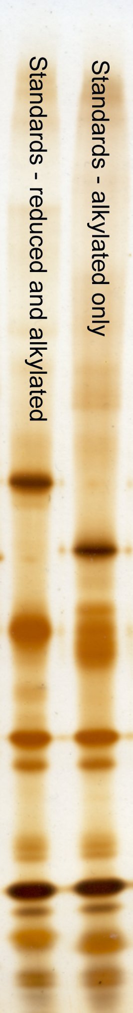 Effect of DTT reduction on protein mobility