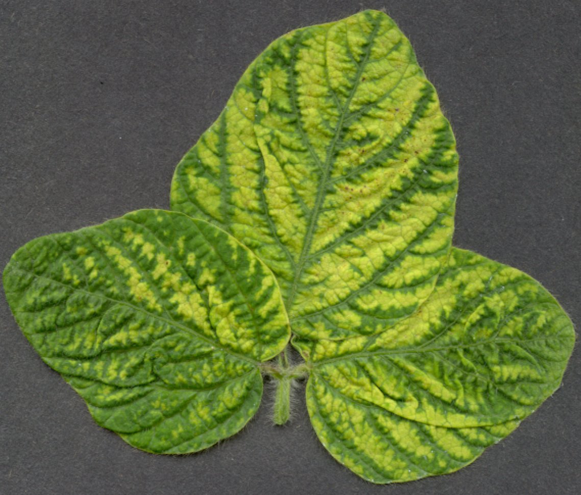 Alfalfa mosaic virus symptoms