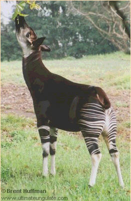 Okapi