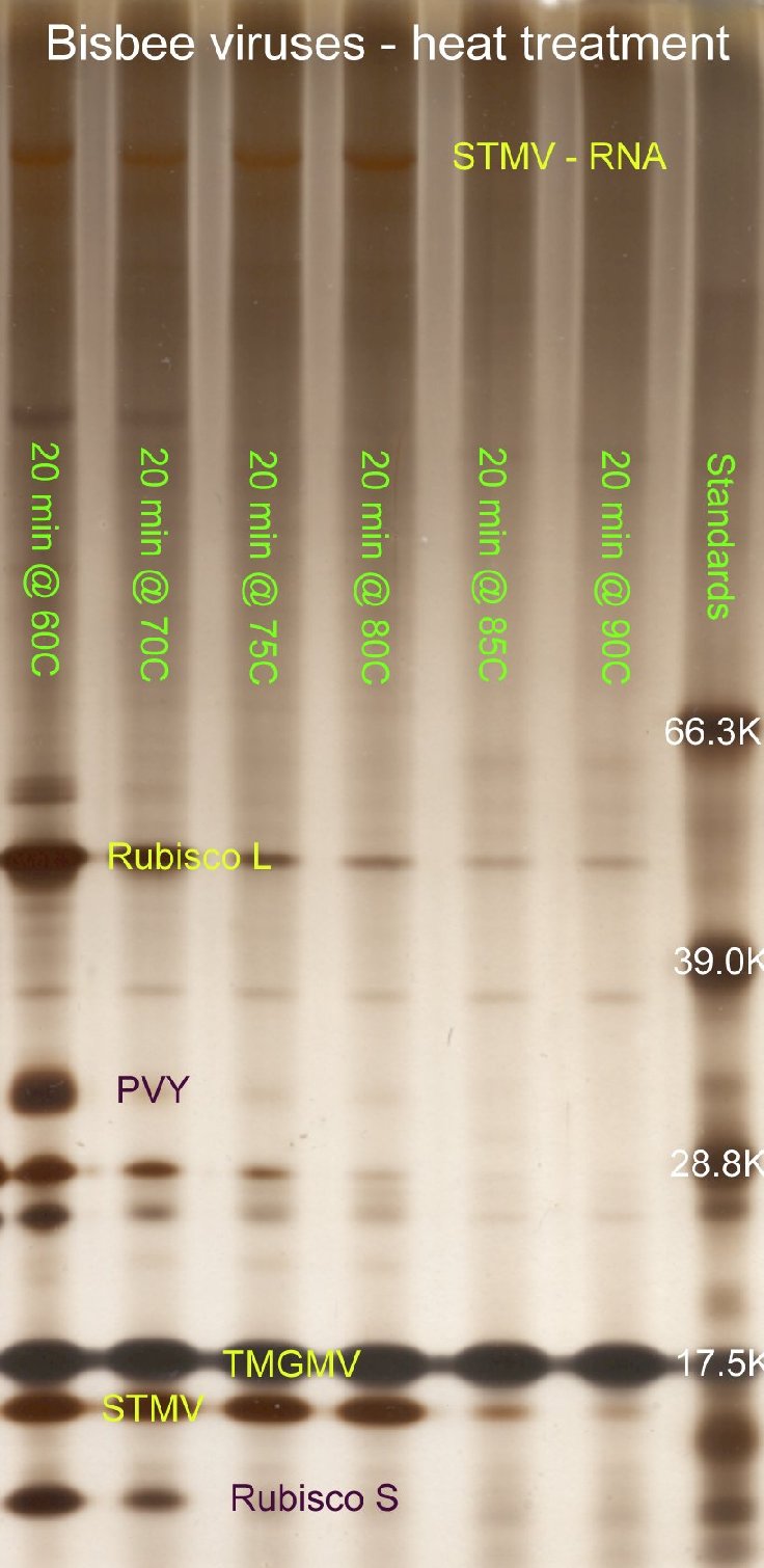 Heat treatment of viruses from N. glauca (Bisbee, AZ)