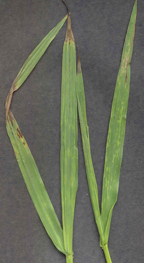 BMV on Bromus inermis