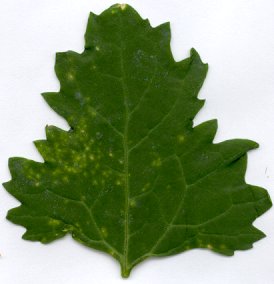 BMV on Chenopodium amaranticolor