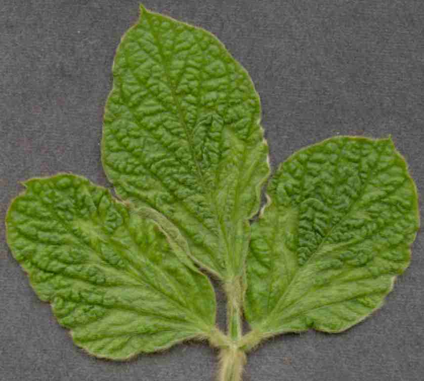 Bean pod mottle virus symptoms