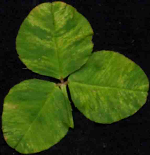 Clover yellow mosaic virus symptoms