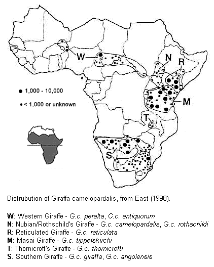 giraffe distribution