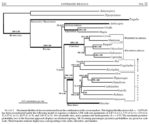 Giraffidae phylogeny