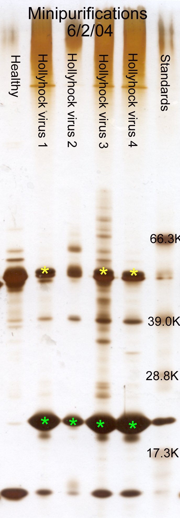 Hollyhock viruses - minipurification