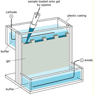 SDS gel electrophoresis