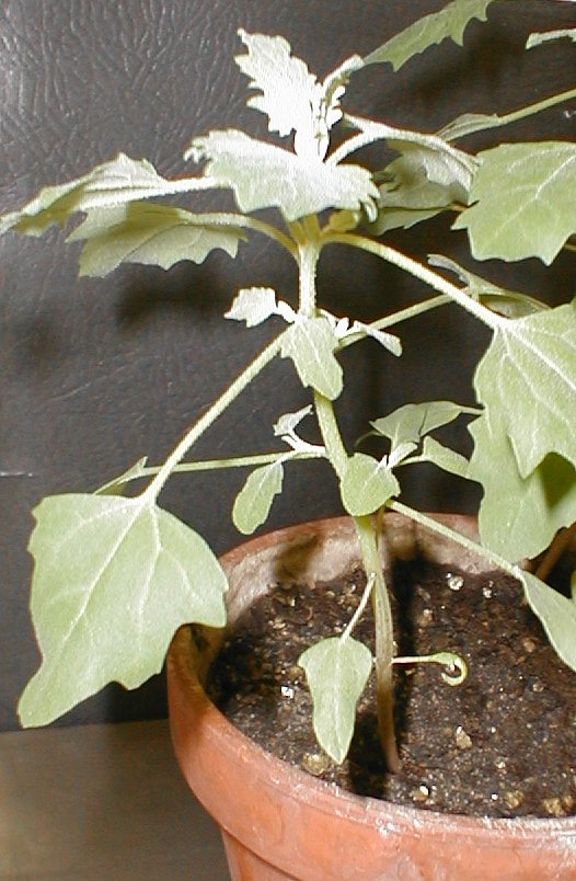 Chenopodium quinoa