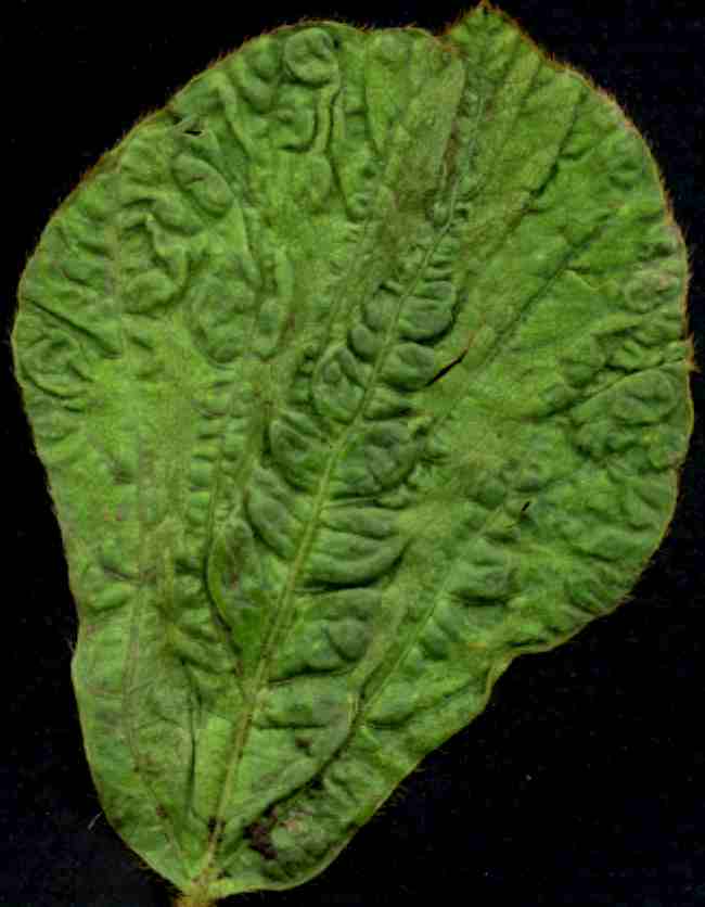 Systemic symptoms of soybean mosaic virus