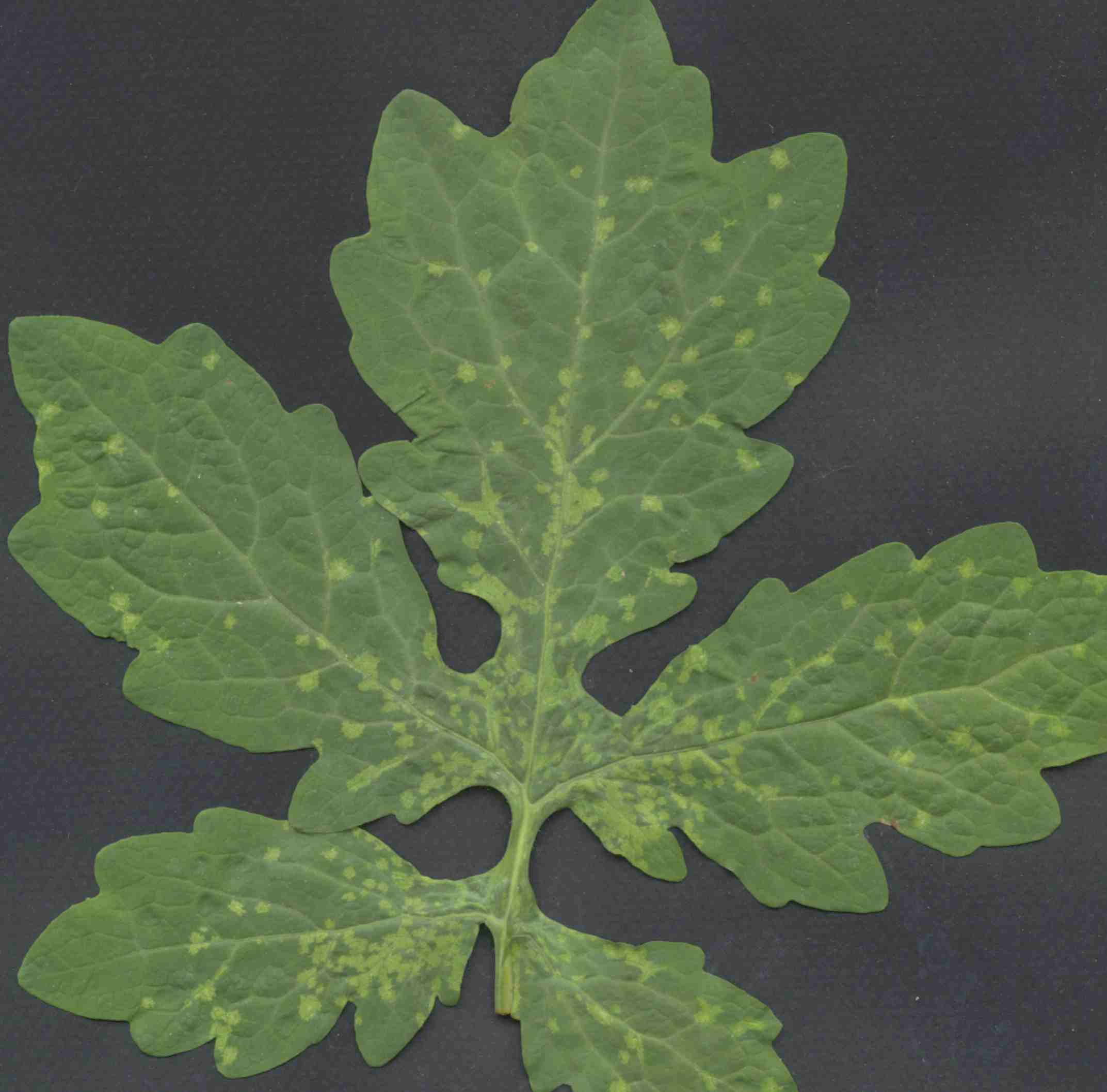 TBSV symptoms on Stylophorum diphyllum