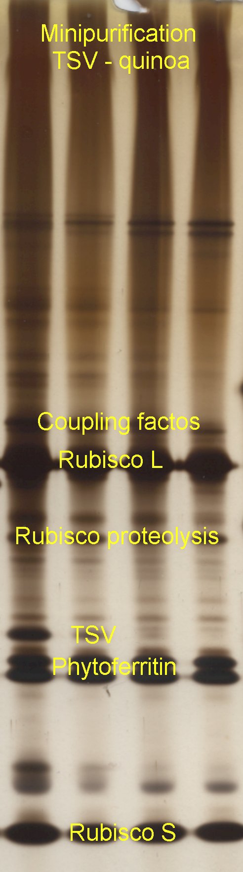 Minipurification of tobacco streak virus